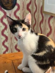 Shelter Stray Female Cat last seen Near Norcliffe Dr, 30087, GA, 3280 Chamblee Dunwoody Rd, Chamblee, GA 30341, USA