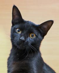 Shelter Stray Female Cat last seen Near Chamblee Tucker Rd, 30341, GA, 3280 Chamblee Dunwoody Rd, Chamblee, GA 30341, USA