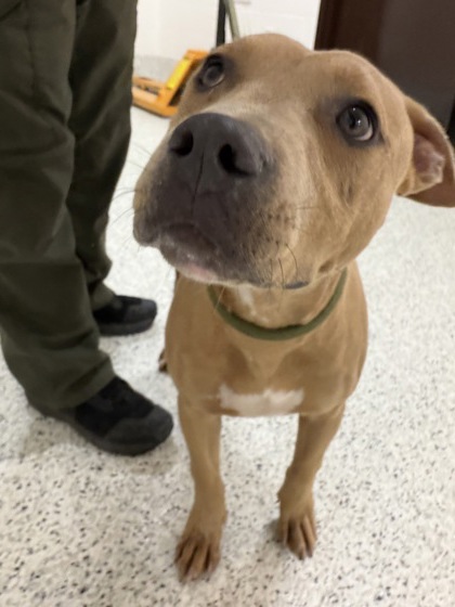 Shelter Stray Male Dog last seen Near Avalon Ter, Fairburn, GA, 1251 Fulton Industrial Blvd NW, Atlanta, GA 30336, USA