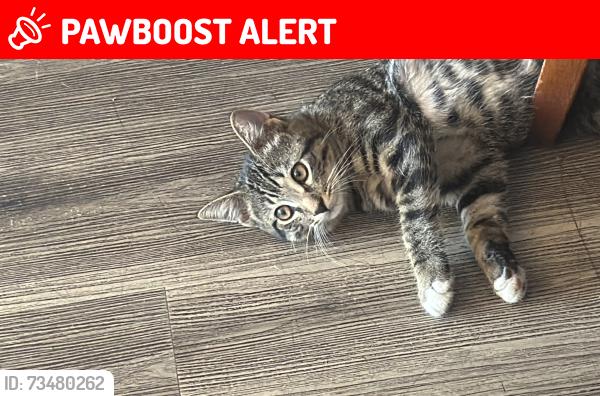 Lost Male Cat last seen Pheasant Ridge apmts, Rowland Heights, CA 91748