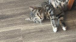 Lost Male Cat last seen Pheasant Ridge apmts, Rowland Heights, CA 91748