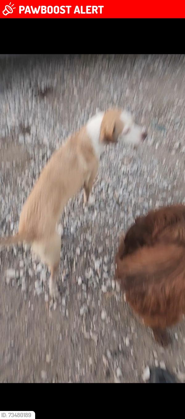 Lost Female Dog last seen Hamestring & John Garrison, Washington County, AR 72704