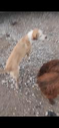 Lost Female Dog last seen Hamestring & John Garrison, Washington County, AR 72704