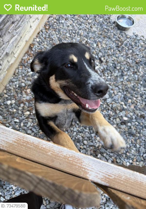 Reunited Unknown Dog last seen Parkside Community Center, Broomfield, CO 80020
