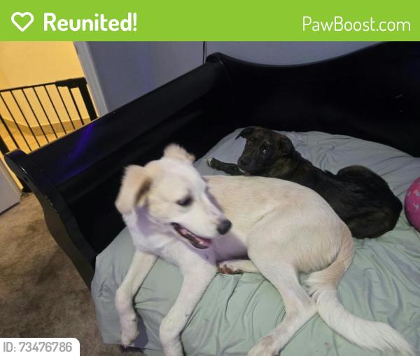 Reunited Male Dog last seen Betsy Ross Ct and Bursey Rd, Watauga, TX 76148