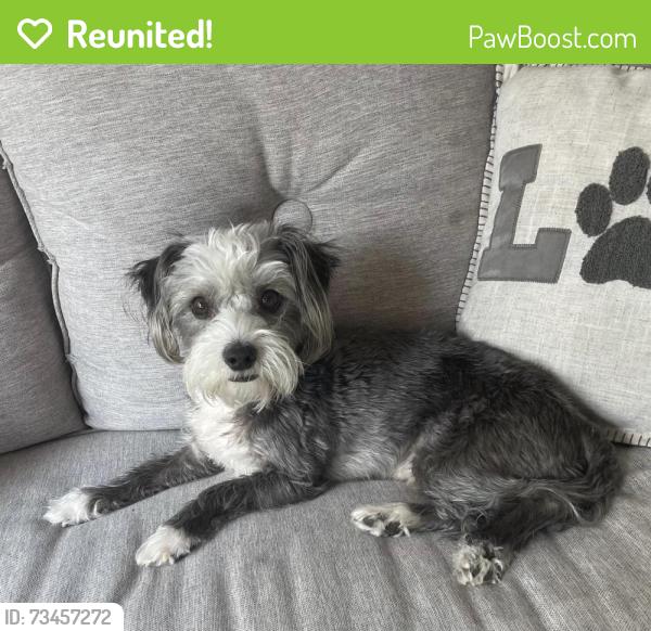 Reunited Male Dog last seen Near whataburger and The bulls pen cafe, Mesquite, TX 75149