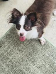 Reunited Male Dog last seen Oleoke & Andorra Ln., Houston, TX 77015