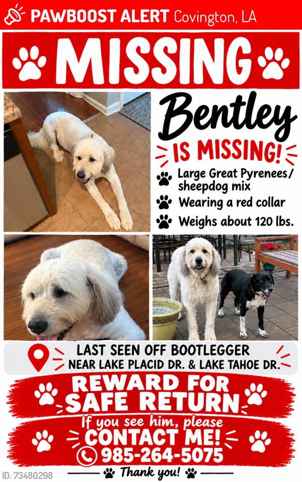 Lost Male Dog last seen Lake placid and Lake Tahoe, Covington, LA 70433