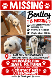 Lost Male Dog last seen Lake placid and Lake Tahoe, Covington, LA 70433