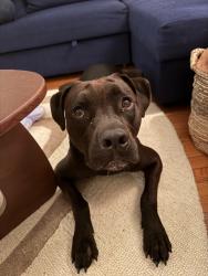Found/Stray Male Dog last seen Earlewood park, Columbia, SC 29201