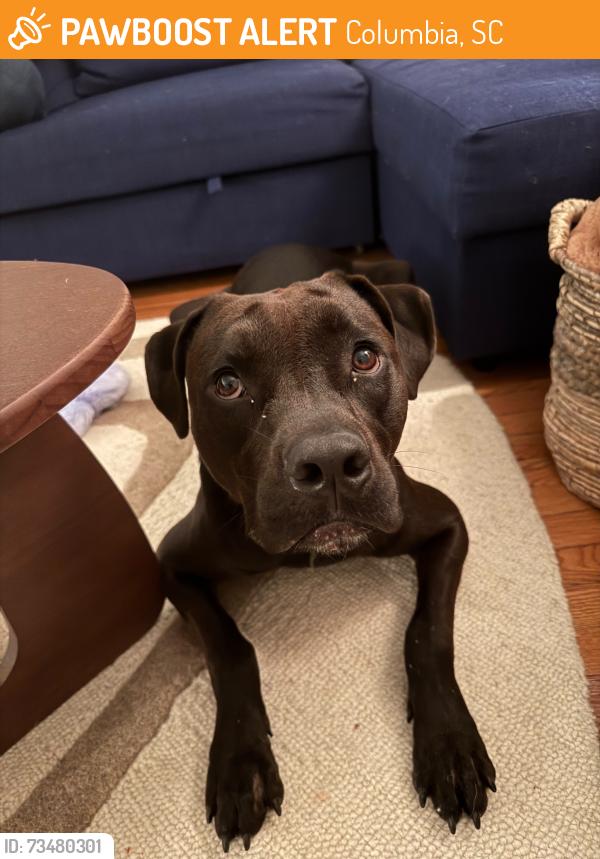 Found/Stray Male Dog last seen Earlewood park, Columbia, SC 29201