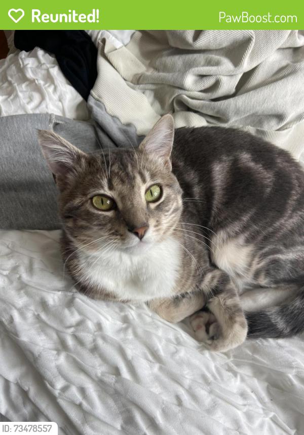 Reunited Male Cat last seen On Olive Ave near St Paul’s United Methodist Church, Coronado, CA 92118