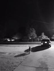 Found/Stray Male Dog last seen Fairview ST, Salisbury, NC 28144