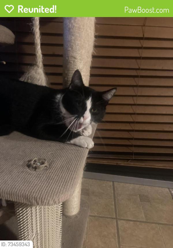 Reunited Male Cat last seen Valley parkway mobile home park, Escondido, CA 92027