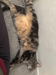 Reunited Female Cat last seen Windsor Dr & Crafton Dr, FSTRVL TRVOSE, PA 19053