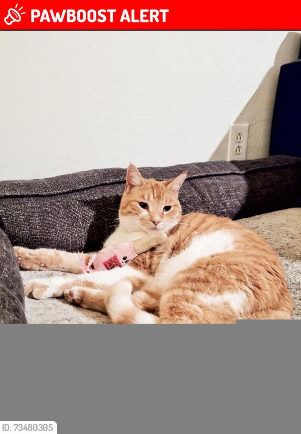 Lost Male Cat last seen 135th and Bethany Home, Dreaming Summit, AZ 85340