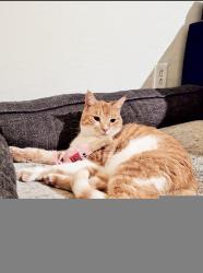 Lost Male Cat last seen 135th and Bethany Home, Dreaming Summit, AZ 85340