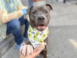 Shelter Stray Male Dog last seen Mott Avenue, FAR ROCKAWAY, NY, 11691, 326 E 110th St, New York, NY 10029, USA