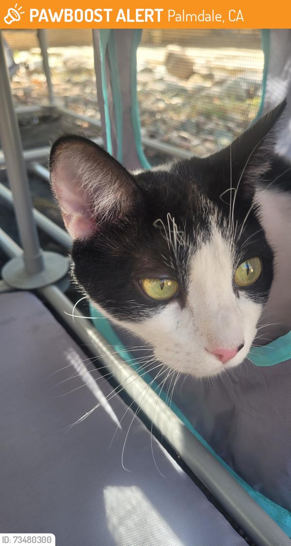 Found/Stray Female Cat last seen 30th St W and Rancho Vista, Palmdale, CA 93551