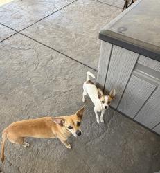 Found/Stray Female Dog last seen 47th St E and Ave S, Palmdale, CA 93552