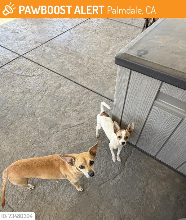 Found/Stray Female Dog last seen 47th St E and Ave S, Palmdale, CA 93552