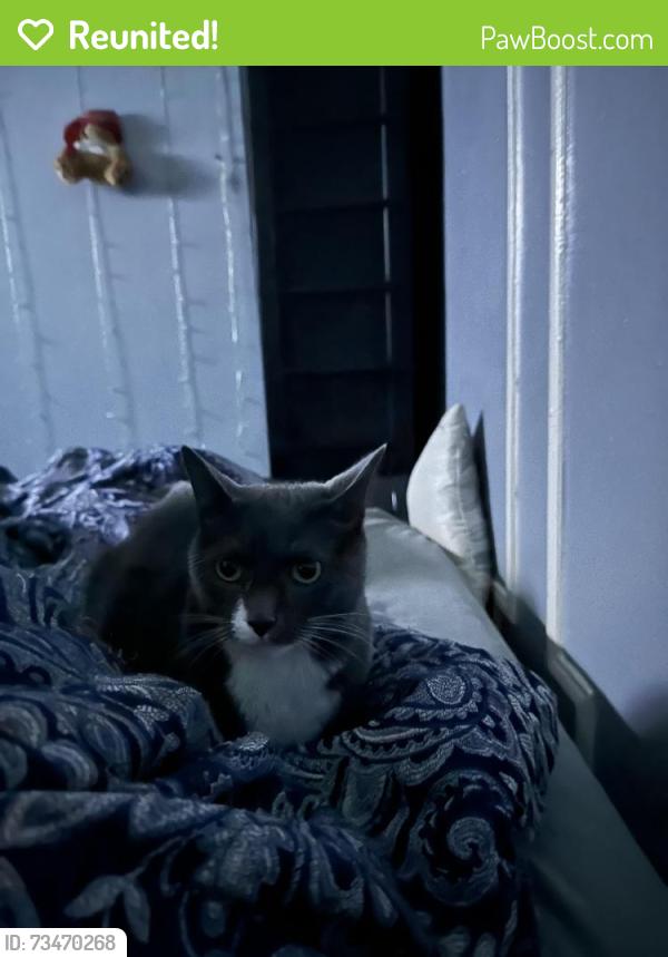 Reunited Male Cat last seen Bushwick ave and cooper st, Brooklyn, NY 11207