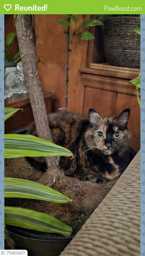 Reunited Female Cat last seen Near Sparger Rd, Durham, NC 27705, USA, Durham, NC 27705