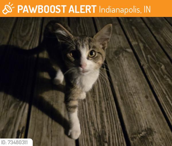 Found/Stray Female Cat last seen Pendleton Pike and Carroll Rd, Indianapolis, IN 46236