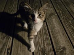 Found/Stray Female Cat last seen Pendleton Pike and Carroll Rd, Indianapolis, IN 46236