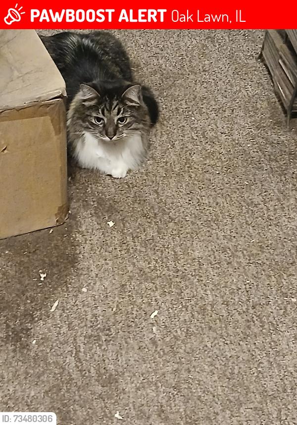 Lost Male Cat last seen 109th & Komensky, Oak Lawn, IL 60453