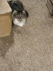 Lost Male Cat last seen 109th & Komensky, Oak Lawn, IL 60453