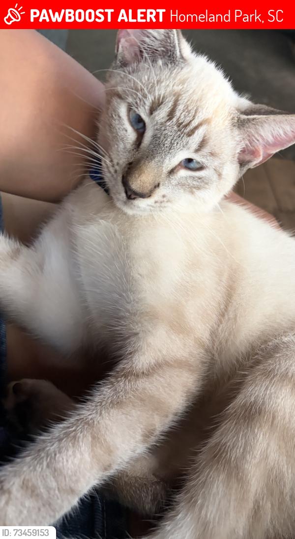 Lost Male Cat last seen Homeland park Anderson SC, Homeland Park, SC 29624