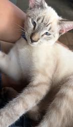 Lost Male Cat last seen Homeland park Anderson SC, Homeland Park, SC 29624