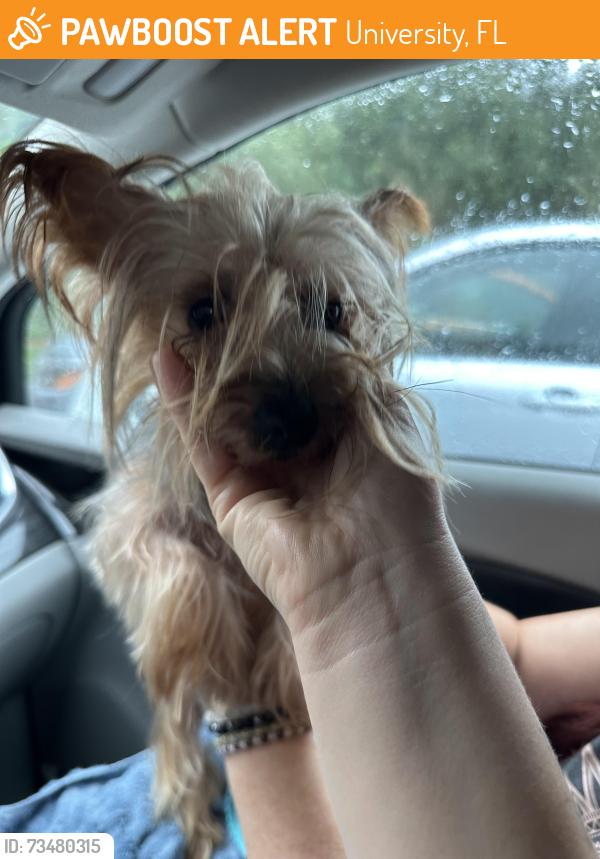 Found/Stray Male Dog last seen E 148th ave and Livingston, University, FL 33613