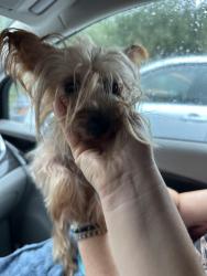 Found/Stray Male Dog last seen E 148th ave and Livingston, University, FL 33613