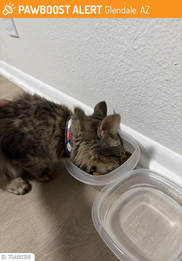 Found/Stray Female Cat last seen La Purisima Bakery On Glendale Ave, Glendale, AZ 85301