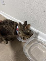 Found/Stray Female Cat last seen La Purisima Bakery On Glendale Ave, Glendale, AZ 85301