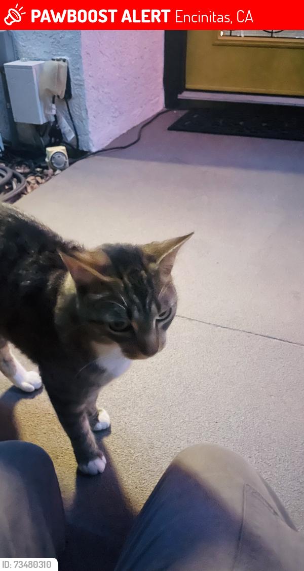 Lost Unknown Cat last seen Delphinium and Sunflower, Encinitas, CA 92024