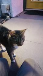 Lost Unknown Cat last seen Delphinium and Sunflower, Encinitas, CA 92024