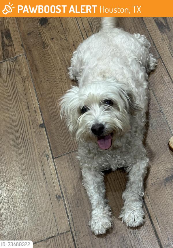 Found/Stray Female Dog last seen Northwest park subdivision, Houston, TX 77086