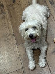 Found/Stray Female Dog last seen Northwest park subdivision, Houston, TX 77086