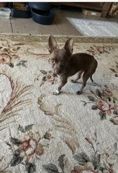 Reunited Female Dog last seen South Musgrove, Somerton, AZ 85350