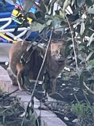 Found/Stray Unknown Cat last seen Lemay St and white Oak, Los Angeles, CA 91406