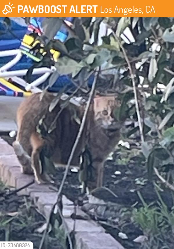 Found/Stray Unknown Cat last seen Lemay St and white Oak, Los Angeles, CA 91406