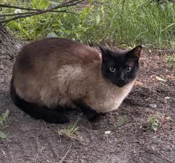 Reunited Male Cat last seen N Beck Plymouth Area, Plymouth, MI 48170