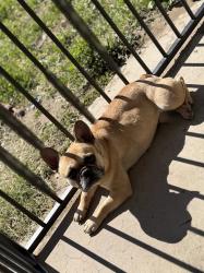 Reunited Female Dog last seen Laurel and Arrow, Fontana, CA 92335
