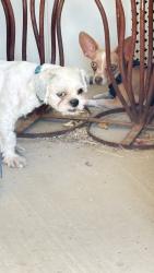 Found/Stray Unknown Dog last seen University Dr/Meridian, Apache Junction, AZ 85120