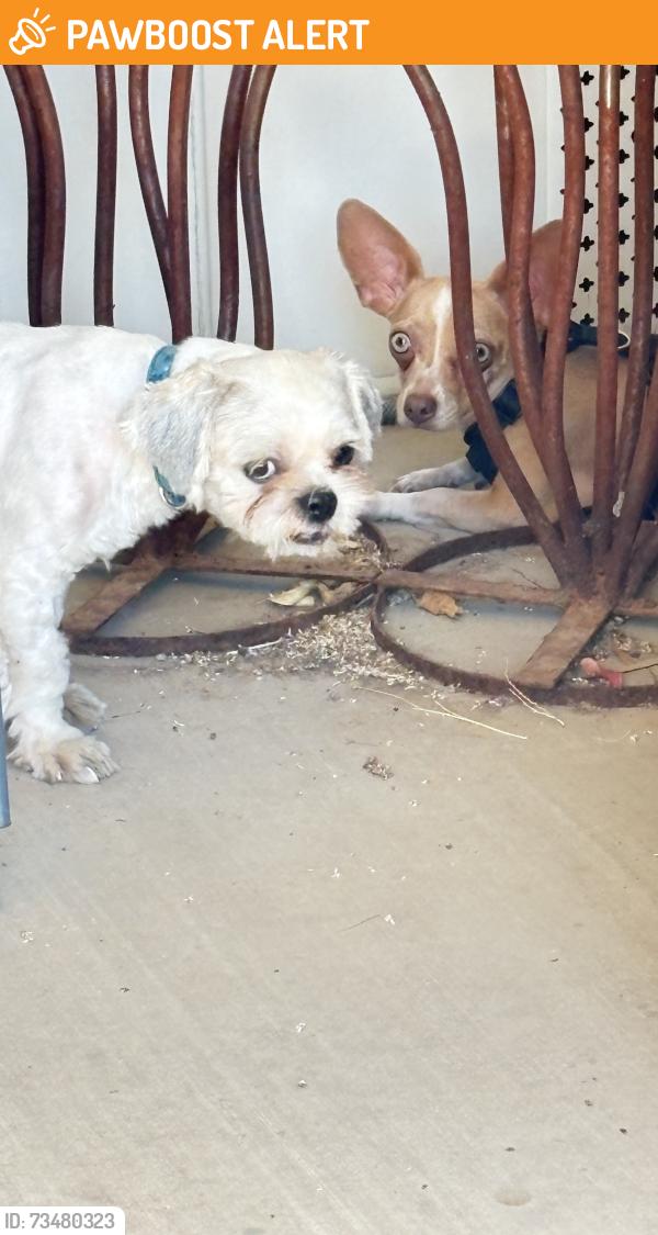 Found/Stray Unknown Dog last seen University Dr/Meridian, Apache Junction, AZ 85120