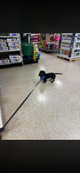 Lost Male Dog last seen Hideaway hills neighborhood, Clay County, FL 32068