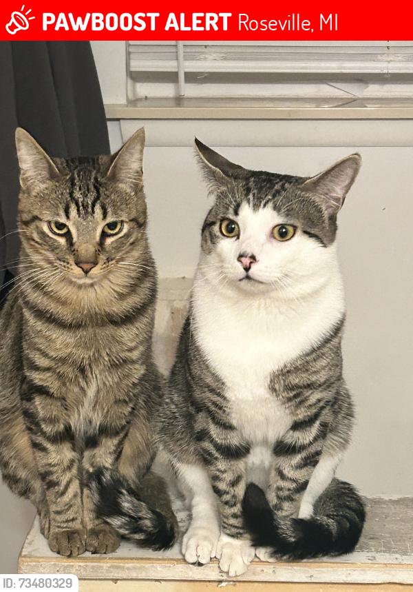 Lost Male Cat last seen 13 mile and Callahan near stop and go, Roseville, MI 48066